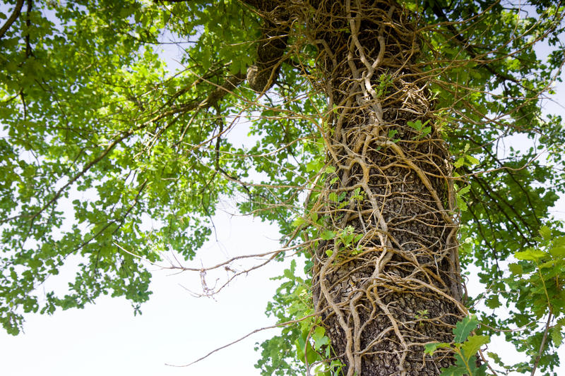 合理利用林草资源 高质量发展林草产业：ky.com(图2)