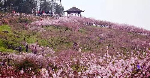 ky开元集团官网-法国“黄背心”抗议燃料税涨 示威变成大暴动(图2)